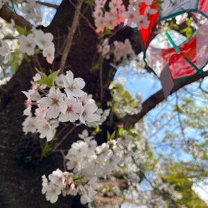 Meet your Posher, Caileen